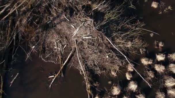 乾燥した夏の終わりの沼のビーバーハウスロッジ 空の景色 — ストック動画
