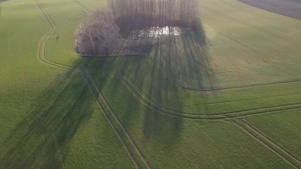 Ранній Весняний Сільськогосподарський Ландшафт Пшеничне Поле Невеликий Гай Ставком Вид — стокове відео