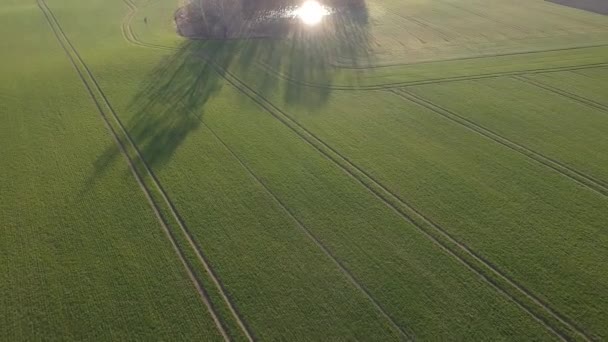 Пшеничное Поле Весеннего Времени Небольшая Роща Прудом Вид Воздуха — стоковое видео