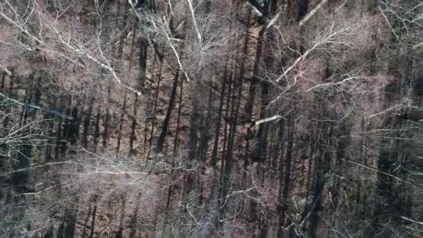 Дрон Літає Над Весняним Болотистим Березовим Лісовим Ландшафтом Вид Повітря — стокове відео