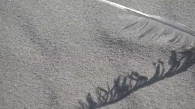 Kumsaldaki deniz kuşu tüyü kum ve rüzgar, kum hareketi arka plan