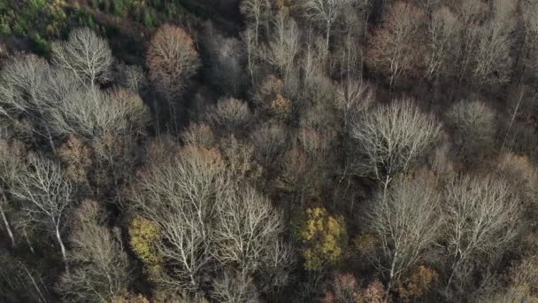 Φθινόπωρο Δάσος Από Drone Εναέρια Άποψη — Αρχείο Βίντεο