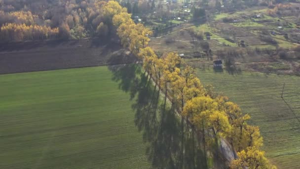 Золота Осіння Дорога Природному Парку Старовинною Алеєю Дерев Вид Повітря — стокове відео