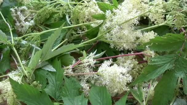 Girando Belo Fresco Médico Chá Erva Meadowsweet Fundo — Vídeo de Stock