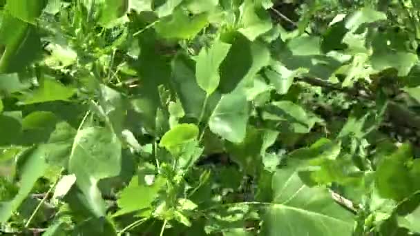 Feuilles Tulipes Dans Vent Fond Nature Vidéo — Video