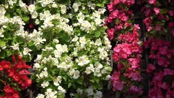 Großer Schmetterling Symbolschmuck Aus Vielen Blumen Auf Der Straße Vergrößern — Stockvideo