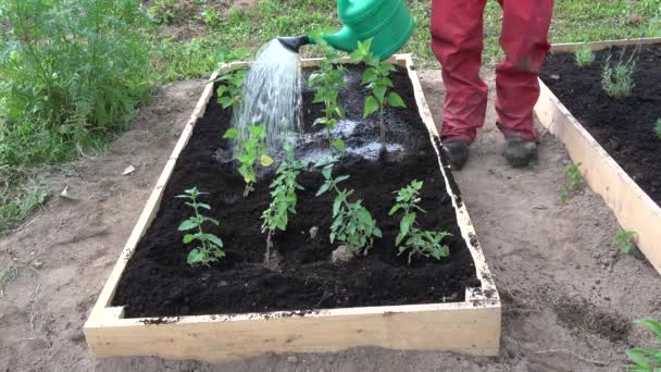 Arrosage Des Herbes Médicales Dans Lit Fleurs Surélevé — Video