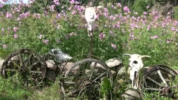 風の中で石の上の家畜の頭蓋骨 馬の馬車の車輪と庭の花 — ストック動画