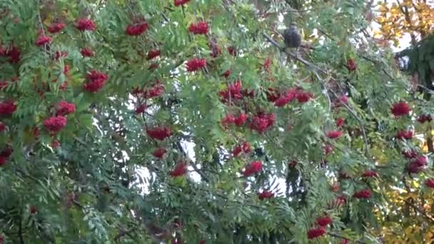 Pájaros Fieldfare Turdus Pilaris Estorninos Sturnus Vulgaris Comiendo Bayas Serbal — Vídeos de Stock