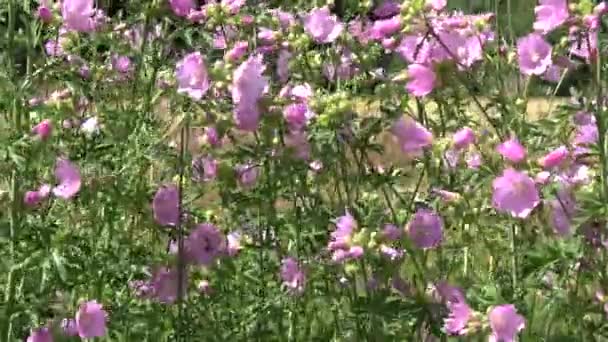 Letní Květiny Pozadí Větru — Stock video