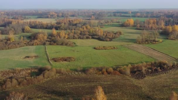 Paisagem Terras Agrícolas Outono Dourado Com Bosques Campos Vista Aérea — Vídeo de Stock