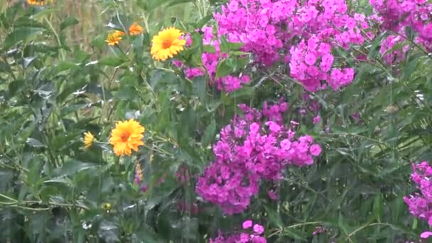 Chuva Verão Caindo Flores Florescendo Fundo Chuva — Vídeo de Stock