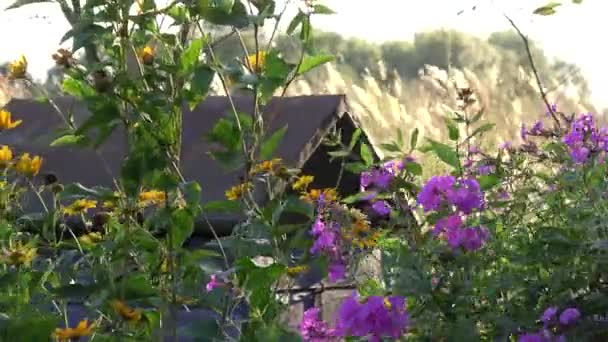 Flores Verano Fondo Viento Viejo Techo Colmena Oxidada — Vídeo de stock