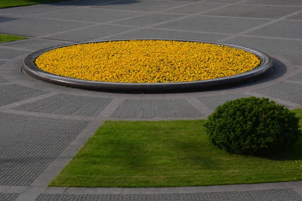 Círculo Cama Flores Con Plantas Amarillas Ciudad Plaza Granito — Foto de Stock