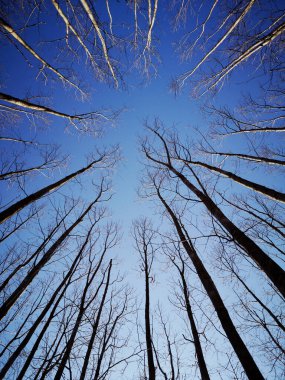 Genç kızılağaç ağaçları İlkbaharın başlarında Alnus glutinosa ormanları