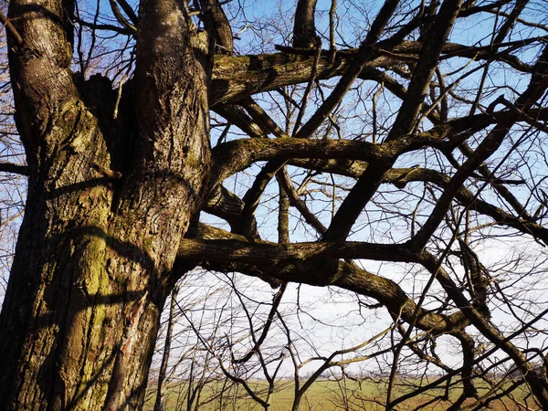 Старая Липа Многочисленными Ветвями Ранней Весной Парке — стоковое фото