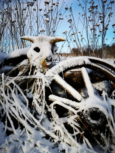 冬の庭で壊れた雪の馬の馬車ホイールと牛の頭蓋骨 — ストック写真