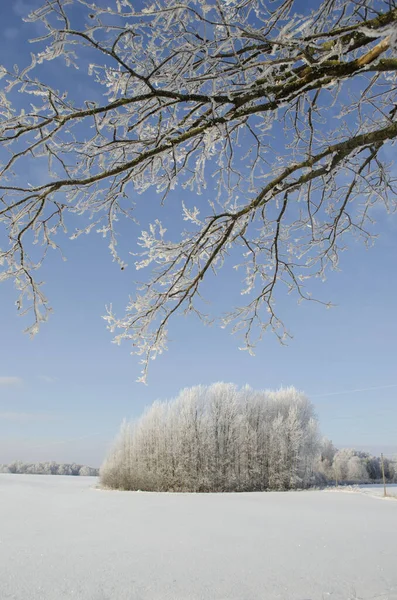 Winter Farmland Landscape Hoarfrost Tree Branches — Stock Photo, Image