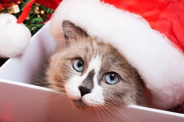 Ragdoll kedi doğurmak