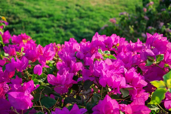 stock image Background of beautiful floral bush