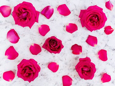 Pembe Gül beyaz arka plan üzerinde. Üstten Görünüm