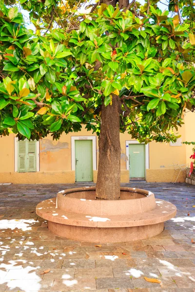 stock image Large Tree In Small Town Square