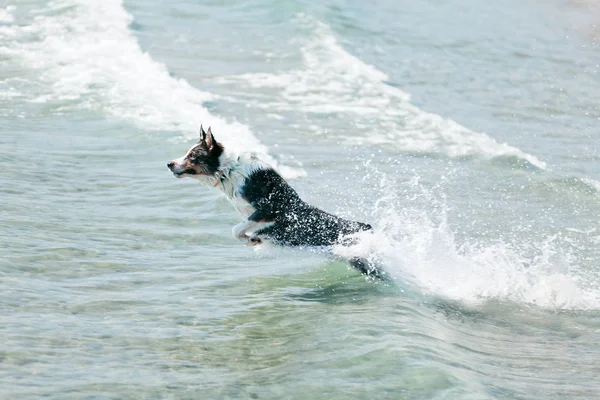 Köpek denize atlama