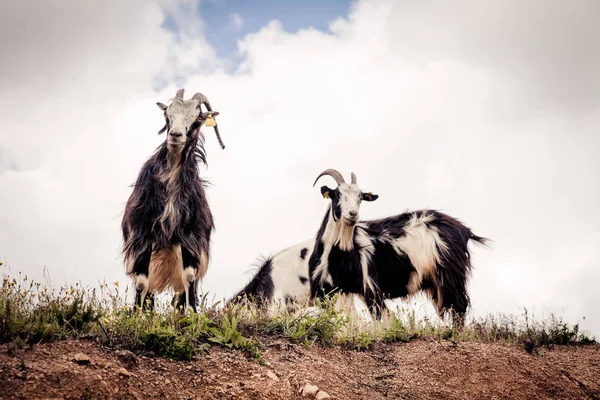 Capre che guardano giù da una scogliera — Foto Stock