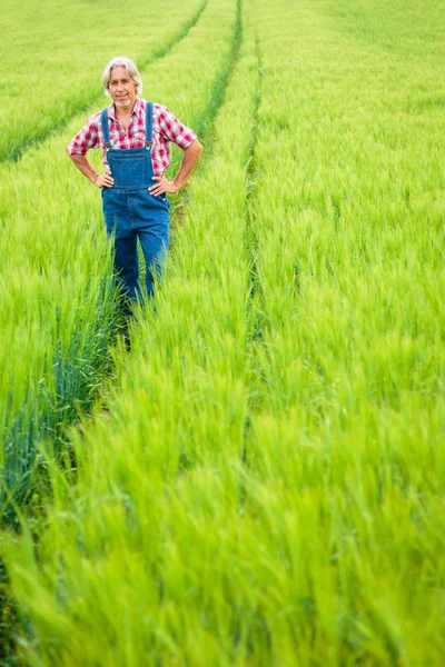 Farmář stojí v poli — Stock fotografie