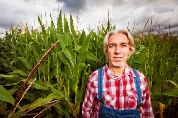 Rolnik stojący obok A kukurydza dziedzinie — Zdjęcie stockowe