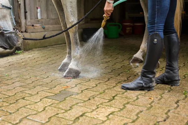 Mulher tomando banho seu cavalo — Fotografia de Stock