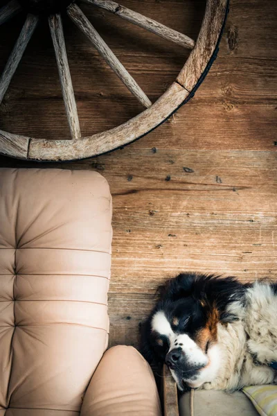 Hunden ligger på madrass — Stockfoto