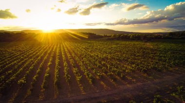 Bir üzüm bağı havadan görünümü