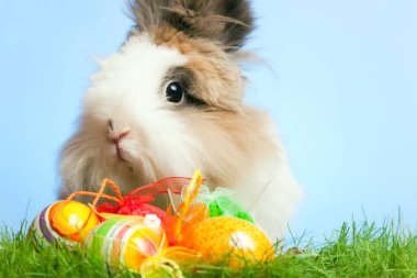 Yumurtalı Paskalya Tavşanı