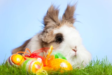 Yumurtalı Paskalya Tavşanı