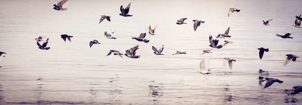 Vögel am Ufer — Stockfoto