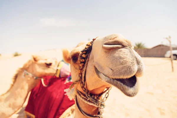 Camellos esperando a los turistas — Foto de Stock