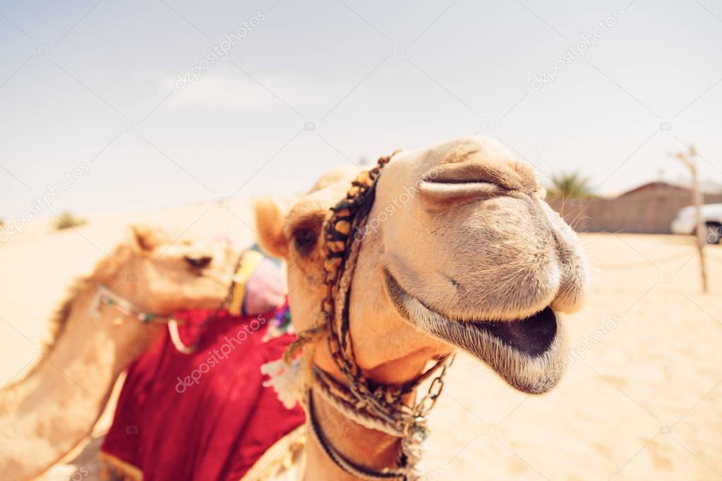 Camels Waiting For Tourists