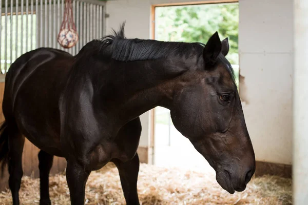 Cavalo no estábulo — Fotografia de Stock