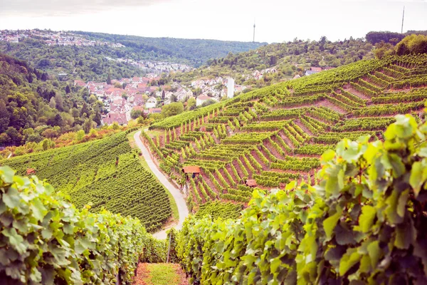 Vineyard Landscape In Germany