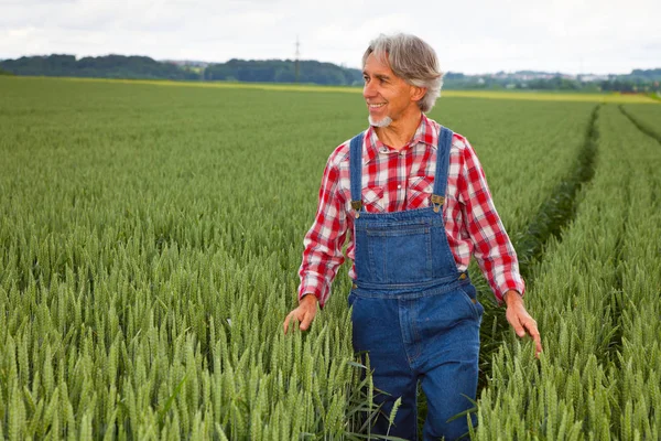 Rolnik, idąc przez pola zbóż — Zdjęcie stockowe