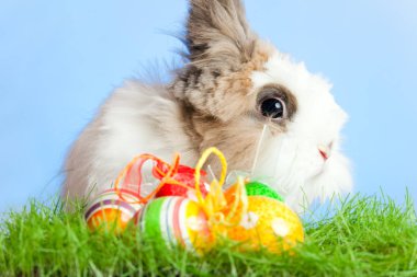 Yumurtalı Paskalya Tavşanı