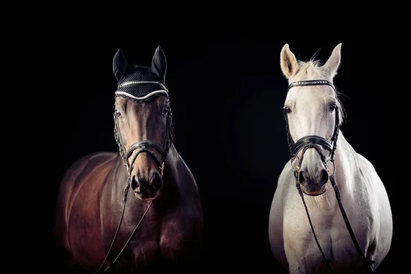 Cavalos em fundo preto — Fotografia de Stock