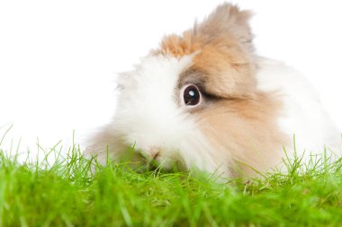 Sevimli tavşan yemek çimen