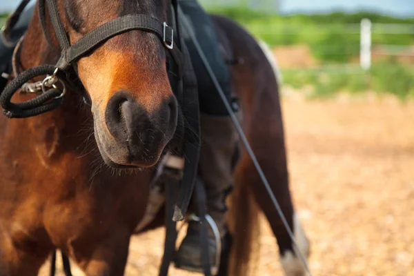 Pony en rancho de caballos —  Fotos de Stock