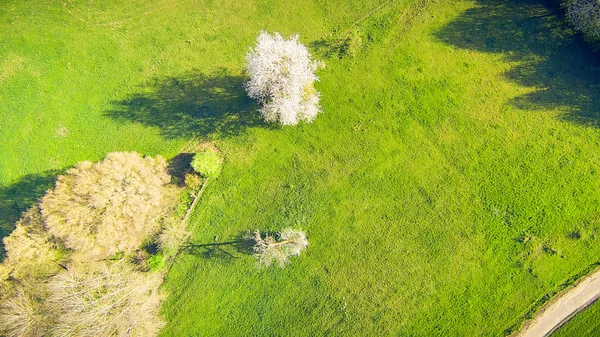 Luchtfoto van weide met bomen In het voorjaar — Stockfoto