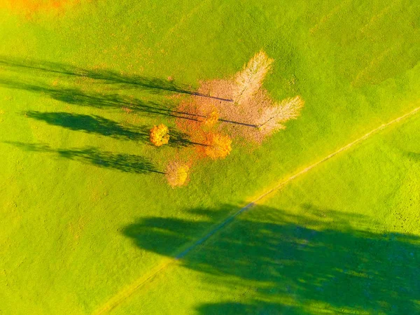 Luchtfoto van weide met bomen in de herfst — Stockfoto