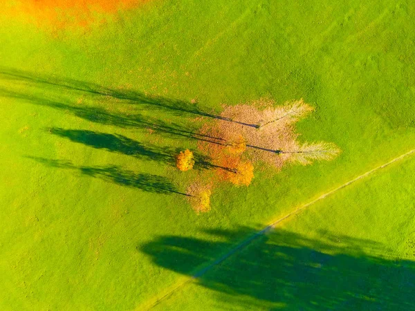 Luchtfoto van weide met bomen in de herfst — Stockfoto