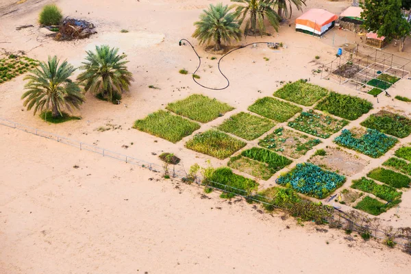 Date Plantation And Farm In The Desert