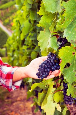 Üzüm hasat winemaker